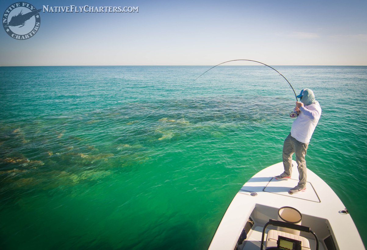 Fly fishing for black Drum