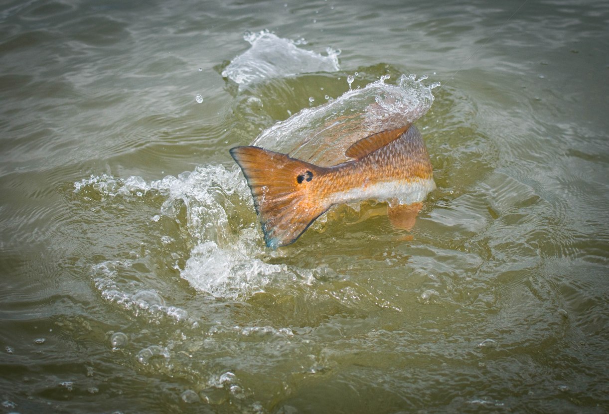 redfish action
